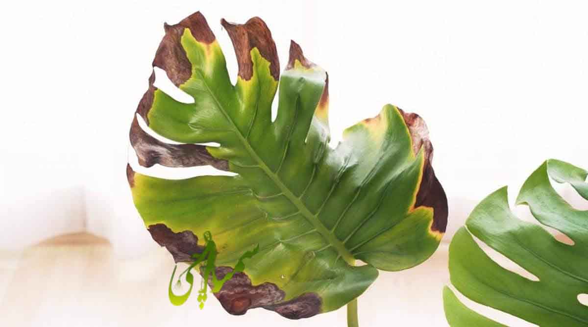 قهوه ای شدن برگ